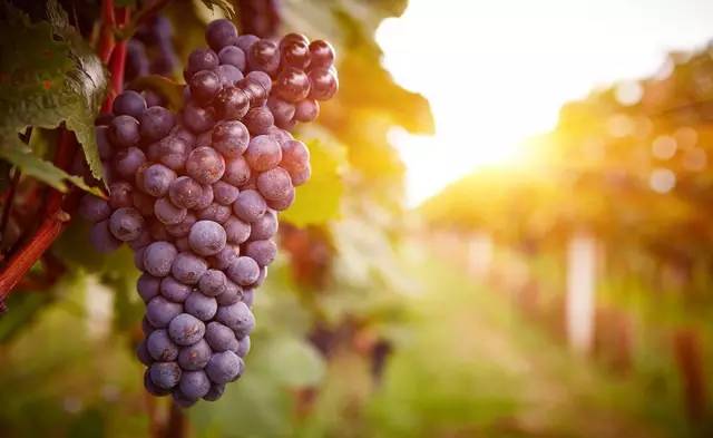 共忆荣耀重塑经典—亚泰足球夺冠十周年典藏红酒(一)