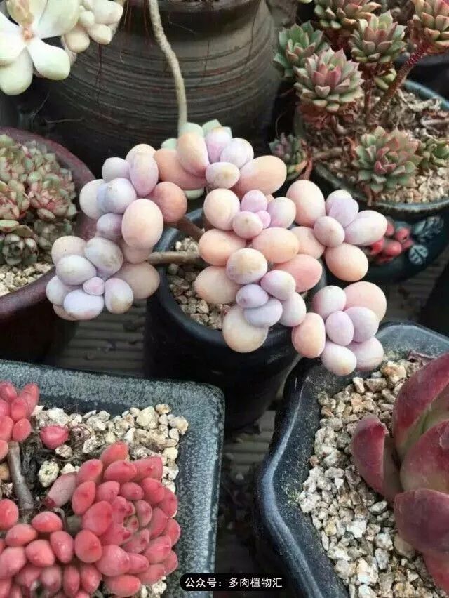 只有见过韩国肉友的阳台，才知道什么叫做物尽其用！