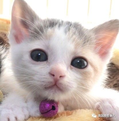 铲屎官养的猫夫妻,一对猫夫妇的铲屎官