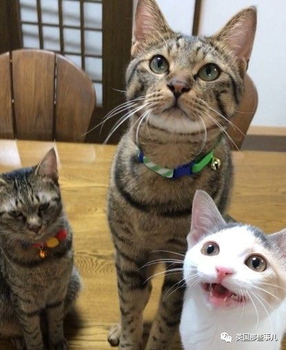 铲屎官养的猫夫妻,一对猫夫妇的铲屎官