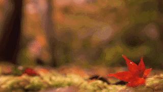 全年最美模式｜本溪预计接待游客650万人次交警送上全新“出行攻略”！