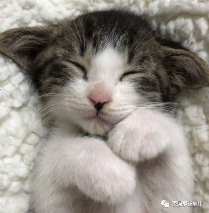 铲屎官养的猫夫妻,一对猫夫妇的铲屎官