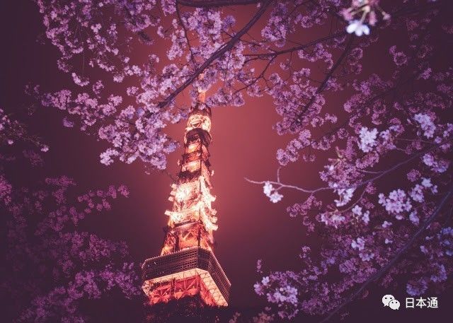 揭秘日本人长寿的真实原因,日本网民谈身为日本人的感受