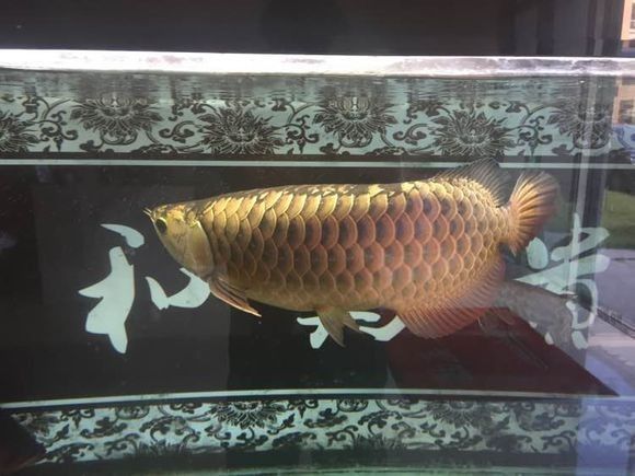 新手金龙如何饲养,金龙锁框