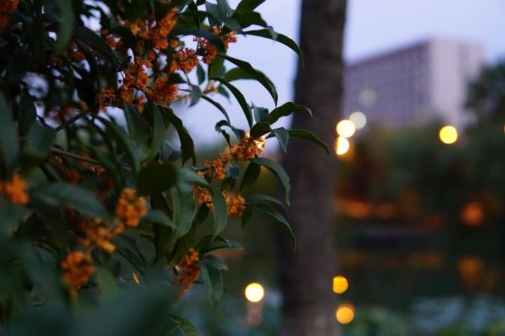 秋意浓，桂枝香（内附超萌桂花表情包,*/\*）