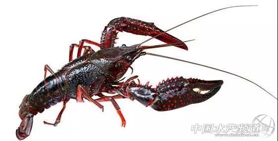 茶麸加什么除杂鱼效果好,茶麸配合淘米水