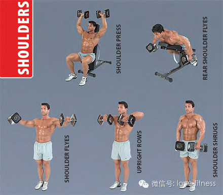 撸铁动作图解大全,健身训练八大经典动作健身干货