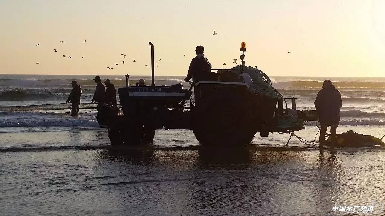 超市银鲳鱼为何便宜,超市哪种银鳕鱼好