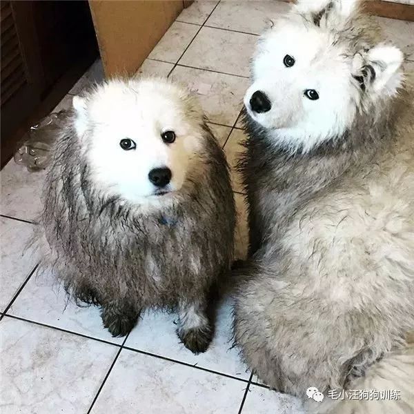 附近的宠物店太多怎么办,被全国的宠物店拉黑的狗