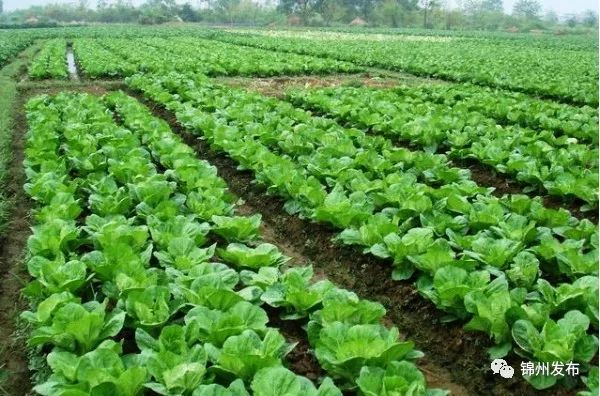 锦州秋菜22日开卖！上哪买？怎么挑？咋储存？