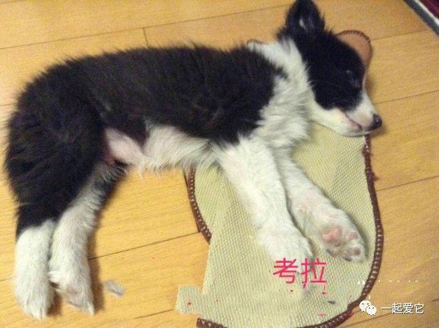 瀹犵埍鏁呬簨,瀹犵埍鏁呬簨灏忚鏍″洯