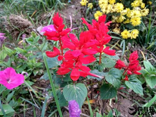 红米5a深度评价,怎样购买599元的红米5a