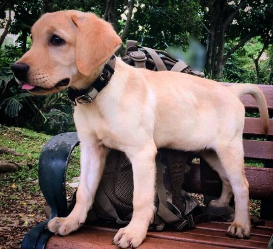 俊介犬舍推荐,俊介犬猫