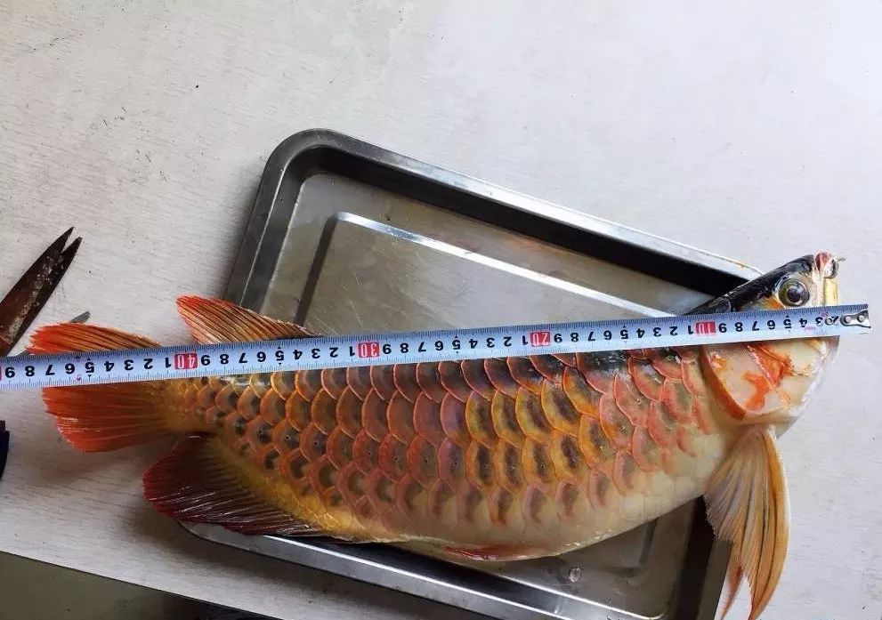 龙鱼死亡现象判断死亡原因,龙鱼全部死了有什么征兆