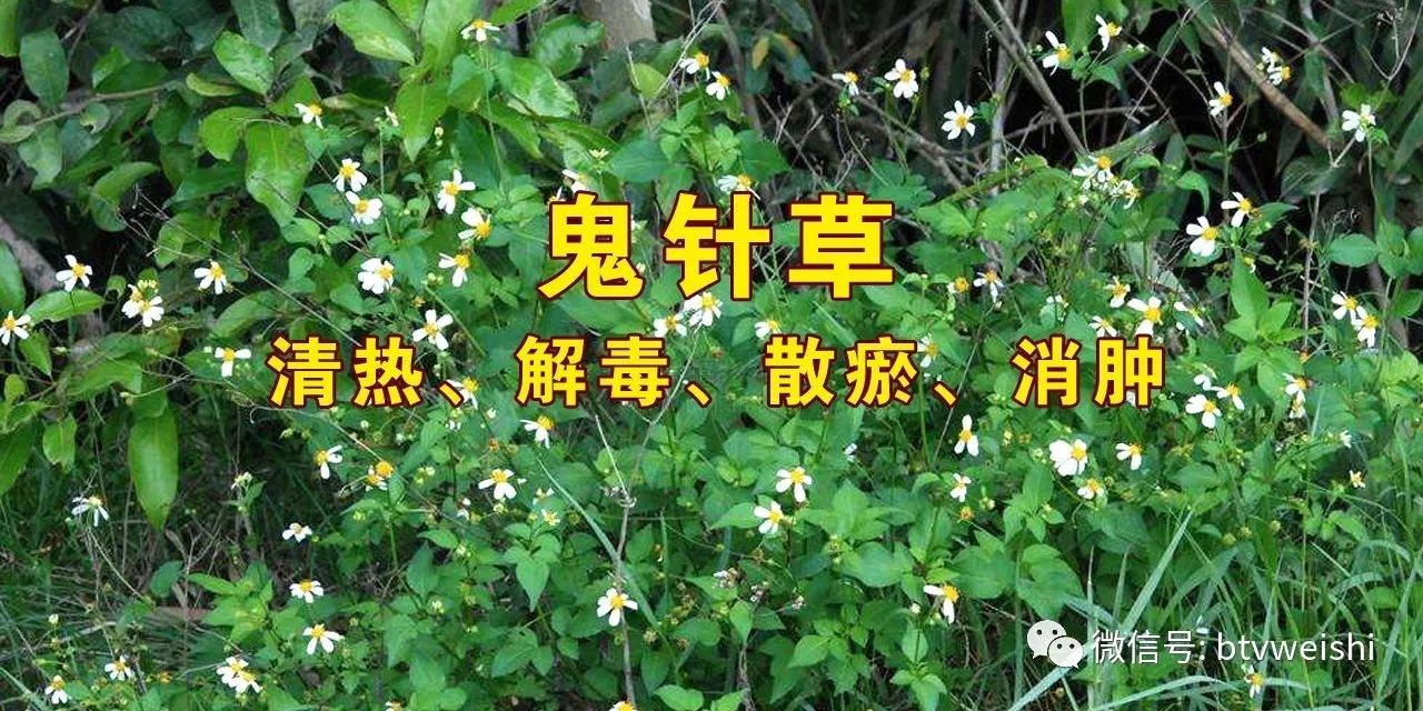 养生堂明星降血压,养生堂栏目厉害了我的医生团