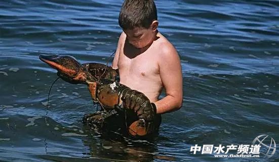 虾类有几千种，你又认识几种？