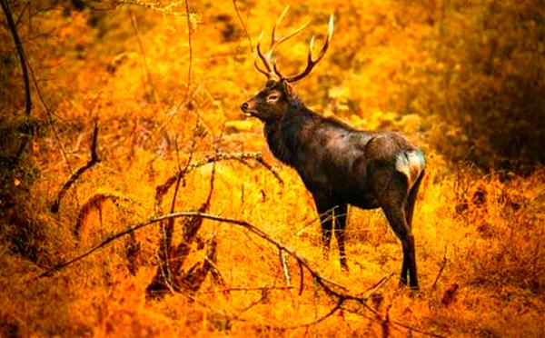 金秋彩林旅游景点,金秋彩林风景区