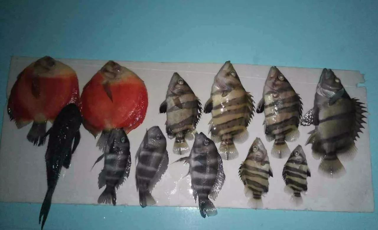 龙鱼的疾病和处理方法,龙鱼养的好好的怎么就突然暴毙了