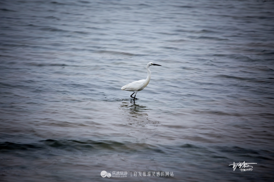 湿地观鸟自然体验,观鸟是一种宁静的心境