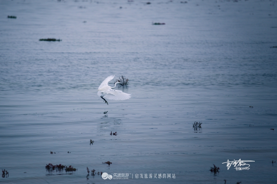 湿地观鸟自然体验,观鸟是一种宁静的心境