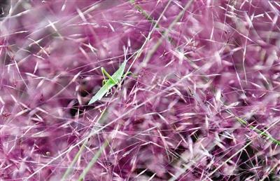 「1041新闻眼」稀罕！郑州龙湖罕见粉红色“草原”！