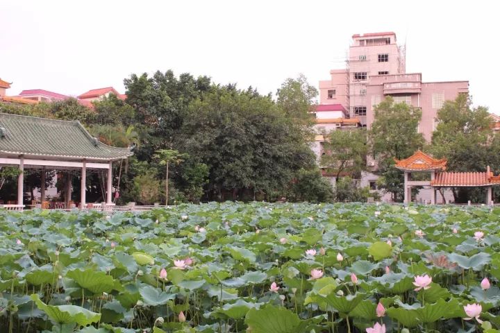 「村居行」荷叶田田，古韵悠扬！寻访禅城这条古村，沉醉不知归路
