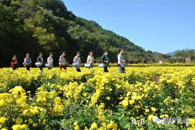 第二届婺源皇菊文化节,婺源茶文化系列活动