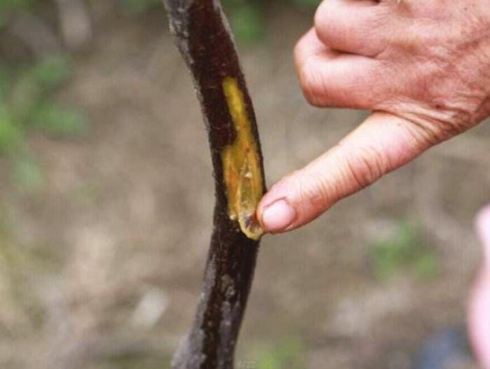 猕猴桃“癌症”克星是怎样炼成的