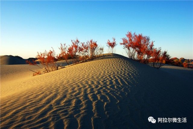 阿拉尔之歌原唱完整版,阿拉尔作品