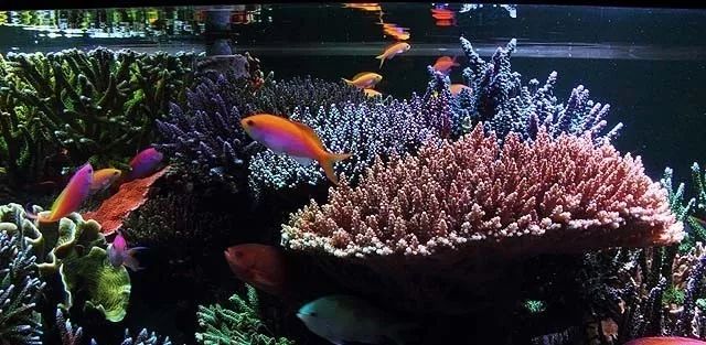 水管工人的美缸，美出新高度！