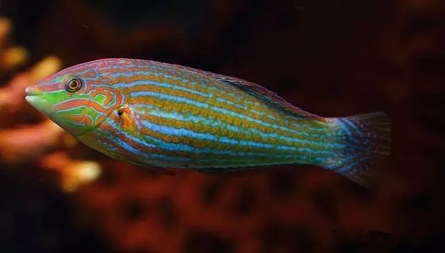 水管工人的美缸，美出新高度！