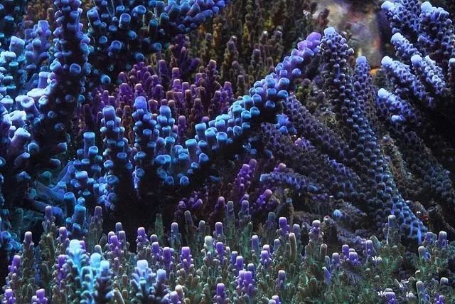 水管工人的美缸，美出新高度！