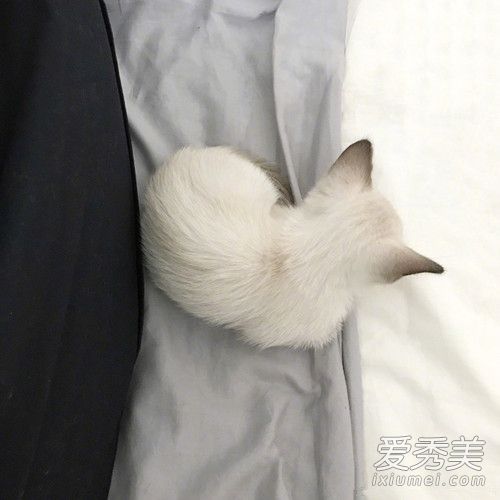 易烊千玺养的猫是什么猫,易烊千玺养的猫