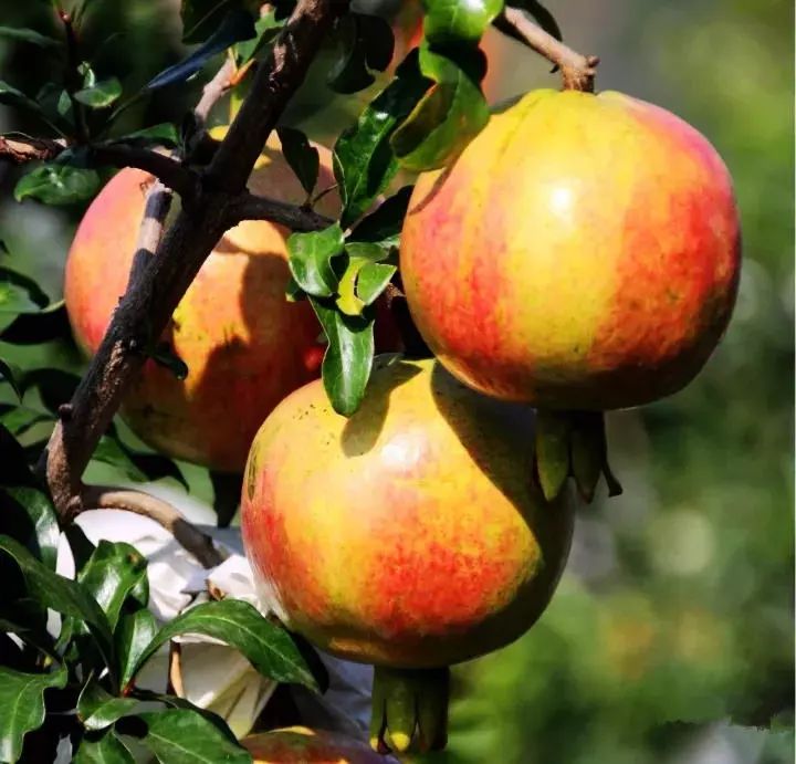 魅力会理|人民日报点名“会理三宝”,全国都眼红了!