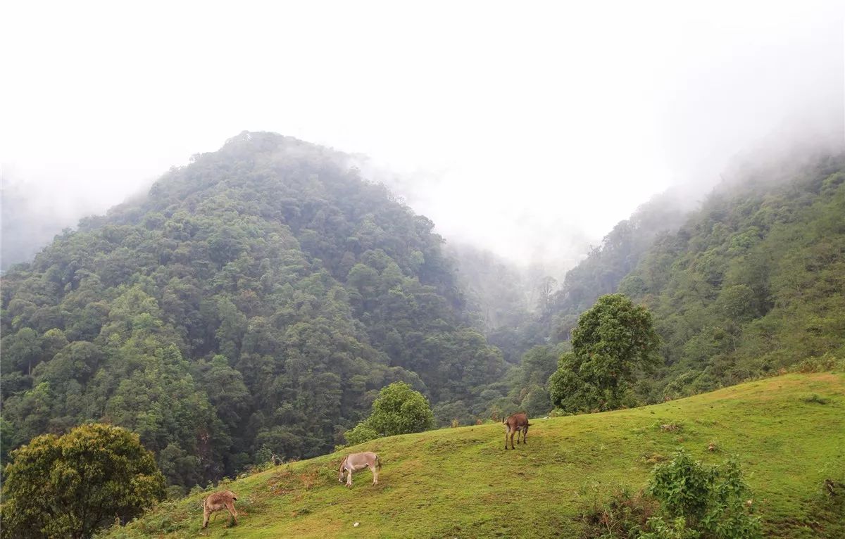 芒市黑河老坡沿途自然风景,芒市苤菜坝和黑河老坡一样吗