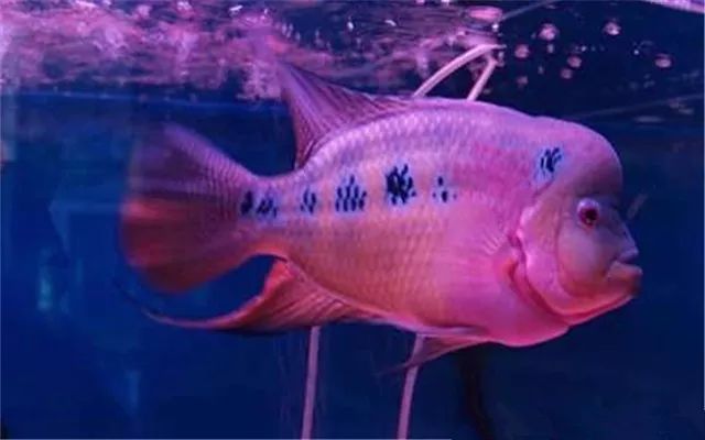 罗汉鱼常见疾病及治疗,罗汉鱼的病怎么治疗