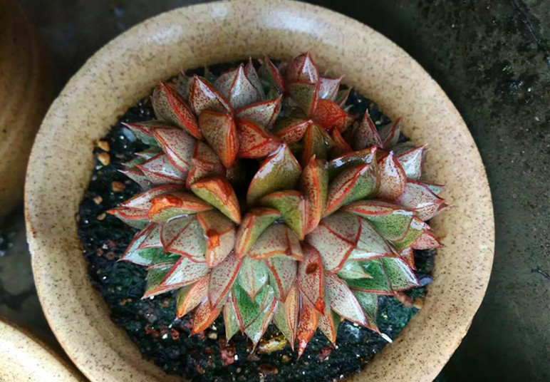 多肉长出盆外了怎么办,多肉盆里长出黄色菌