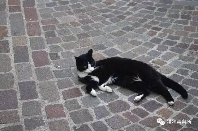 别了,图卢茨!瑞士第一猫