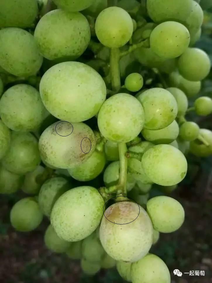 葡萄霜霉病的发生和防治,葡萄霜霉病严重发生怎么治疗