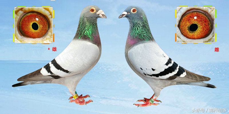 石板信鸽配对方法,信鸽最好的近亲配对方式