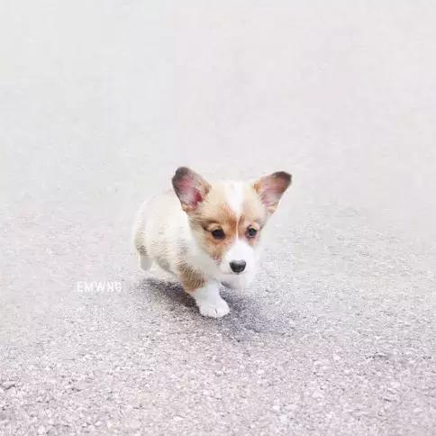 养了一只柯基,养了一只柯基和博美