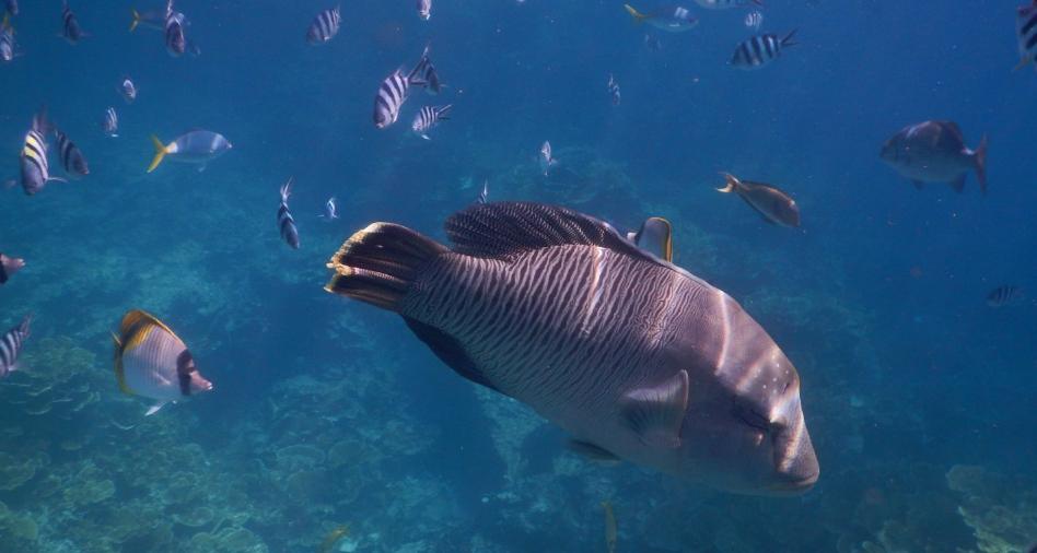 海鱼能人工饲养吗,海鱼可以自己养吗