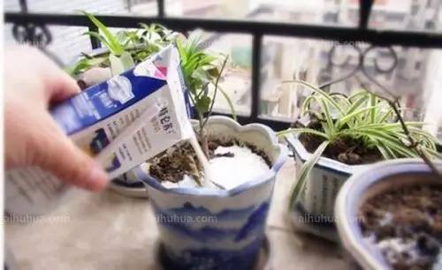 过期饮料能养花吗,过期的牛奶可以养花吗