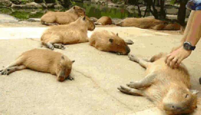 最大的豚鼠视频,世界上最大的豚鼠是什么品种图片