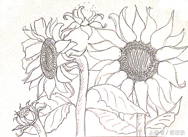 初学者画向日葵的详细教程,向日葵绘画教程简单易学