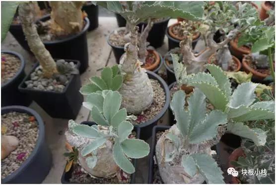 2019上海多肉展仙人球,2023泰国多肉展会直播