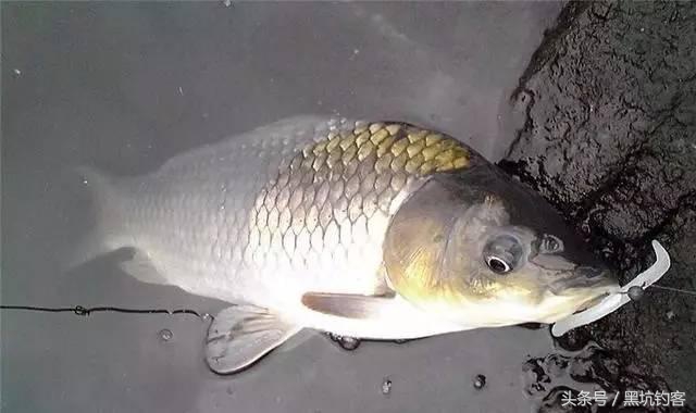 大蒜真能钓鱼吗,大蒜加香醋十三香味精能钓鱼吗