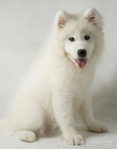 狗狗消瘦的最佳治疗方法,狗狗消瘦还掉毛是什么原因