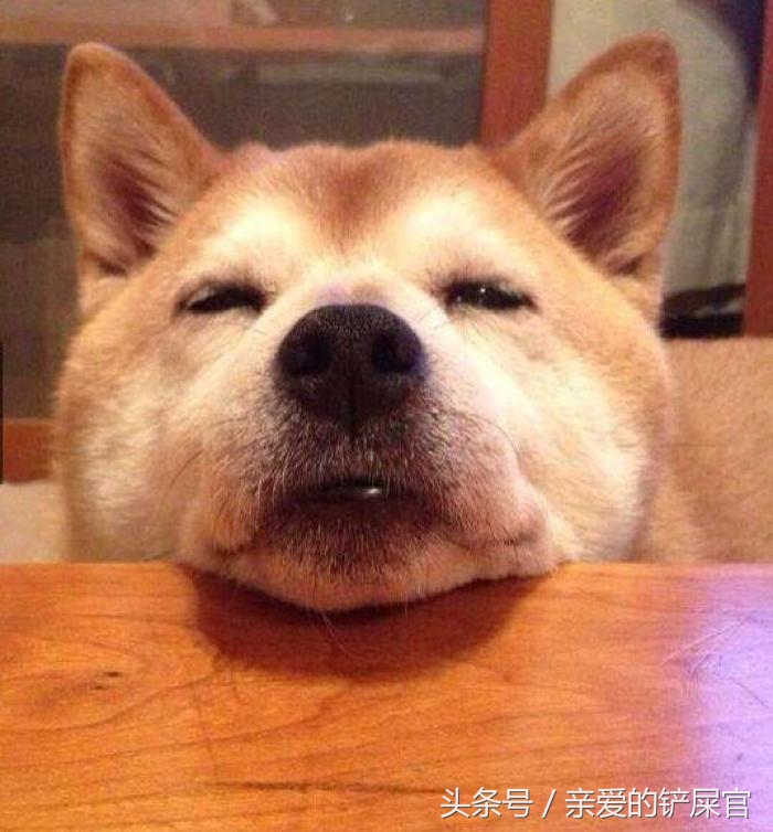 狗狗消瘦的最佳治疗方法,狗狗消瘦还掉毛是什么原因