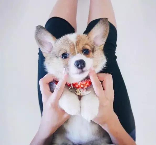 养了一只柯基,养了一只柯基和博美